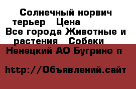 Солнечный норвич терьер › Цена ­ 35 000 - Все города Животные и растения » Собаки   . Ненецкий АО,Бугрино п.